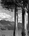 Trees Lake Wanaka